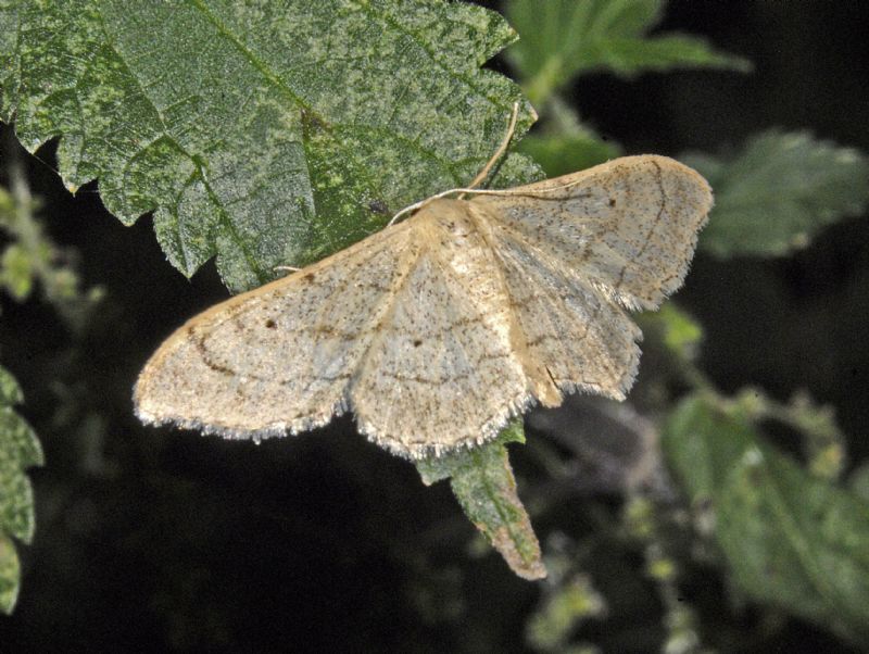 Un Geometride da identificare - Idaea cfr. aversata f. remutata